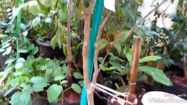 Jabuticaba de Cabinho смотреть онлайн