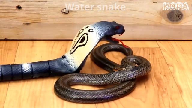 Various 6 Snakes vs Brave toy cobra snake | Snake fight смотреть онлайн