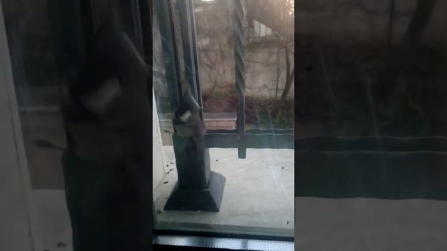 СИНИЧКА, с 9 марта прилетает и стучит в моё окно. смотреть онлайн