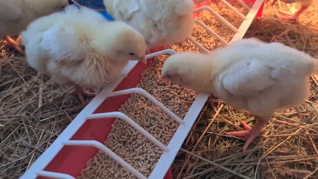 У нас появились цыплята! / Me and my chickens