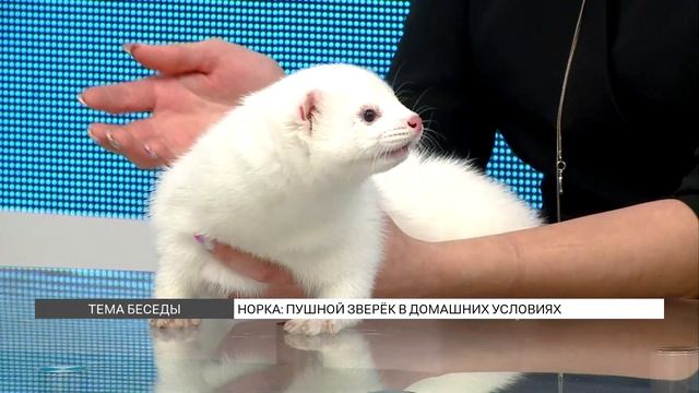 Как содержать норку в квартире?