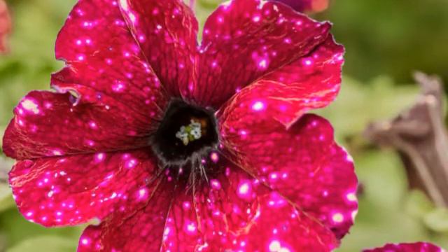 Galaxy Flowers Petunias