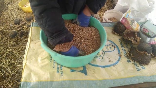 Зерносмесь для кур несушек своими руками. Ответы на комментарии. смотреть онлайн