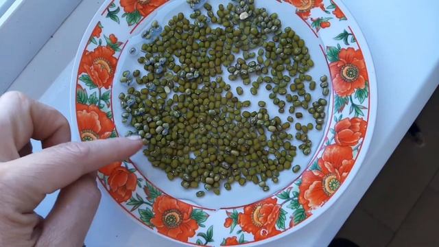 Маш - Пробиотик для кишечника ( суп и проростки ) смотреть онлайн