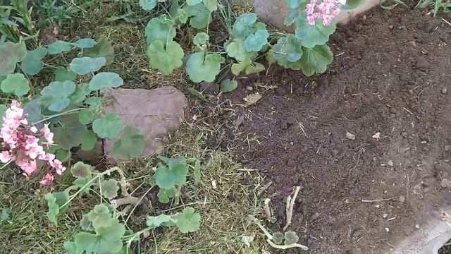 Показываю, как я посадила герань на клумбу смотреть онлайн