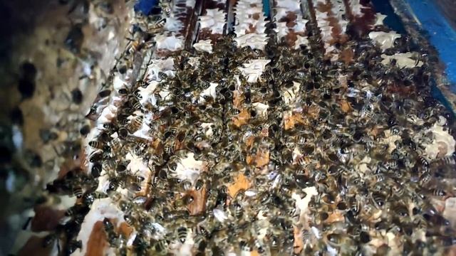 МАСШТАБНЫЙ ЭКСПЕРИМЕНТ, ЗИМОВКА ПЧЁЛ, ПОХОЛОДАНИЕ КАК ВЛИЯЕТ НА ЗИМОВКУ В ФЕВРАЛЕ. Часть № 25.??? смотреть онлайн