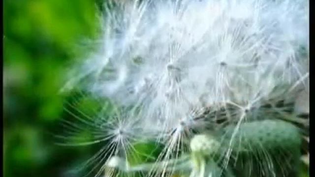 Russian Allah Miracles 2/4 смотреть онлайн