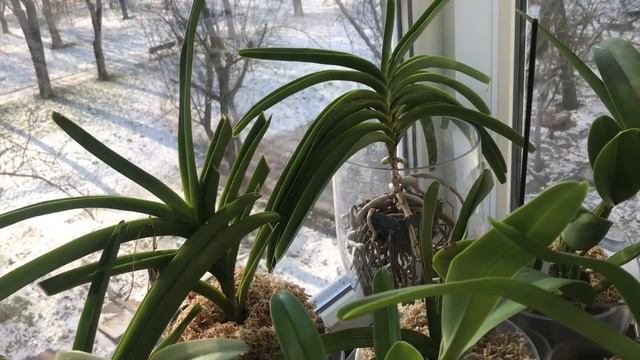 Мысли по поводу удачного выращивания орхидей 🧘🏼♀️ смотреть онлайн