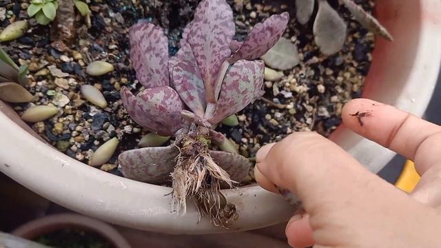 Exotic Rare plant Kalonche Humilis succulent #plants #succulent #green #succulent care смотреть онлайн