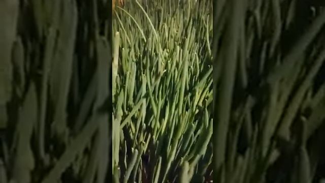 Лук на перо 6 февраля 2021 г. смотреть онлайн