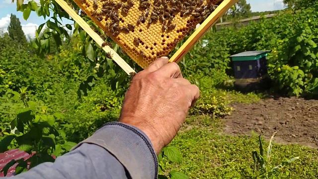 Кавказянка . Качество расплода . смотреть онлайн