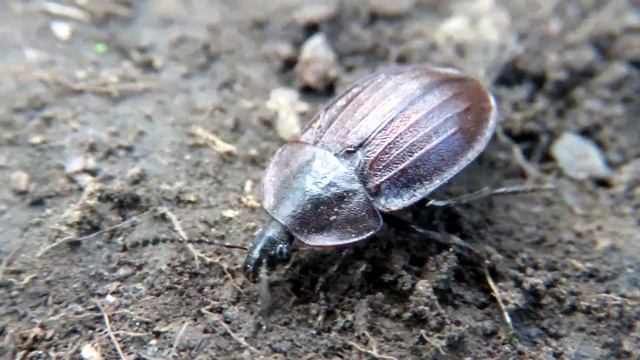 Мертвоед трехреберный - Жук хищник смотреть онлайн