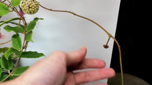 A Visit with Hoya incrassata смотреть онлайн