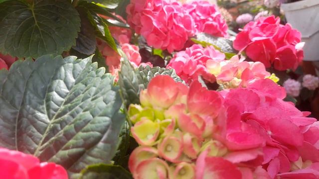 Крупнолистная гортензия Грин Шадоу!🌺🌺🌺🌺🌺 смотреть онлайн