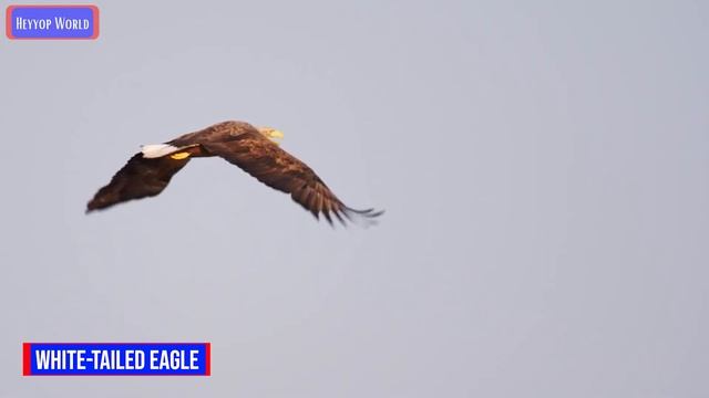 Philippine Eagle VS. Golden Eagle VS. Bald Eagle (TOP 5 LARGEST EAGLE)