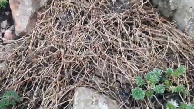 ОБЗОР ЦВЕТУЩИХ ЦВЕТОВ В САДУ НА 29.04.2021//ПОСАДКА РАСТЕНИЙ НА ГОРКУ! смотреть онлайн