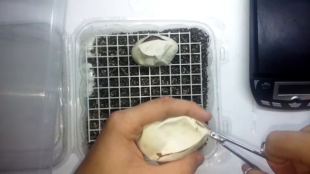 Ball python egg cutting butter X pinstripe смотреть онлайн