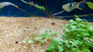 Глоссостигма в аквариуме почвопокровное растение #NIK_72