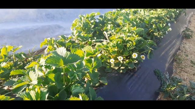 Цветение клубники Азия, Альба, Дукат, под агроволокном. Подгорели корни от удобрения. смотреть онлайн