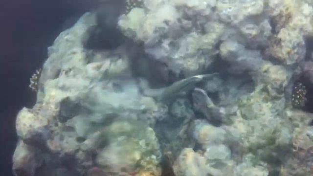 Egypt. Rad sea. Мурена на пляже отеля Hilton Sharks bay смотреть онлайн