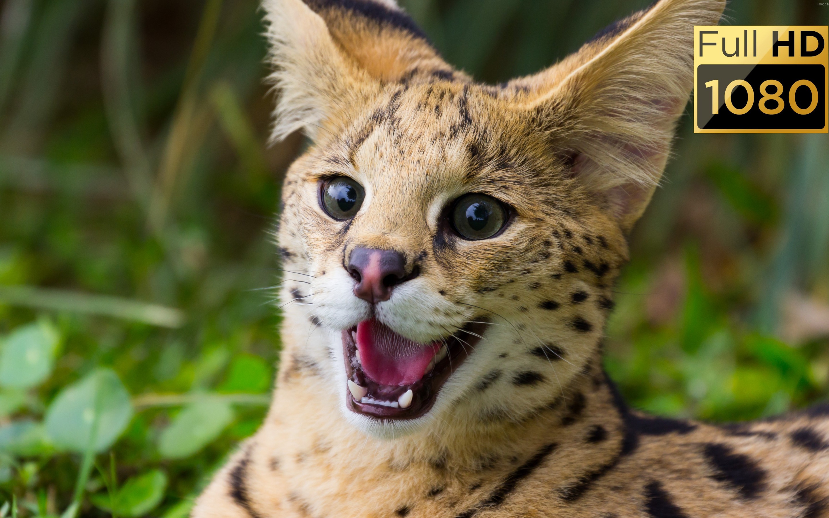 FULL HD 60fps Dolby Vision | World of Animals смотреть онлайн