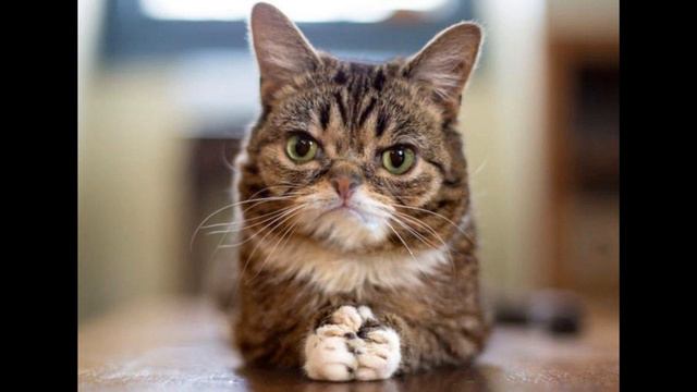 t+ не лучше каллов. Х 2 смотреть онлайн