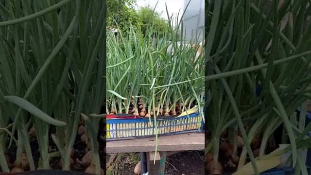 ?Как вырастить ЛУК на перо в ящике #shorts #лук #советы смотреть онлайн