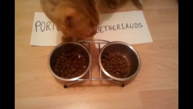 Dutch Oracle Cat predicts Portugal - Netherlands! смотреть онлайн