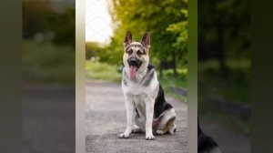 Отличия между немецкой и восточно европейской овчаркой!