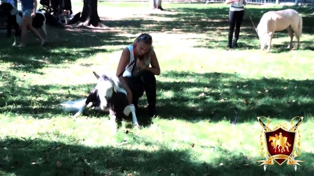 1 Дрессировка мини лошадей смотреть онлайн