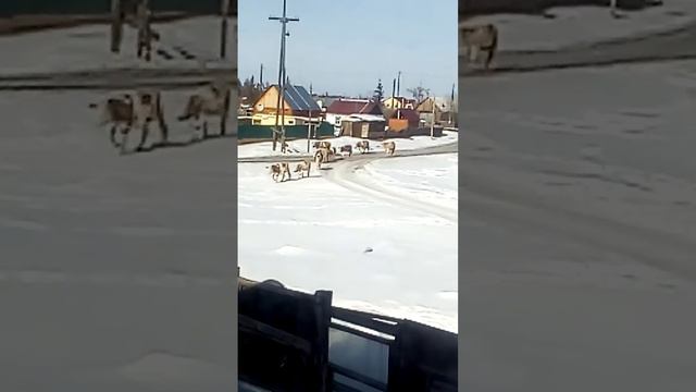 1 часть коровы сами решают куда идти. Искать свой дом вы увидите 2 часть . смотреть онлайн