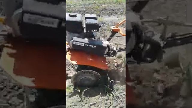 мотоблок Калуга м 7лс прополка сахарный свекла смотреть онлайн