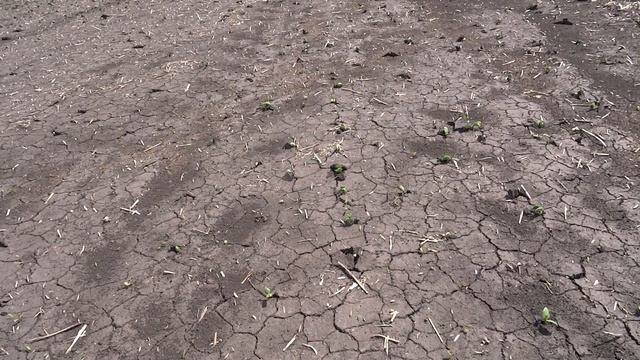 18.05.20 и 27.05.20 Соя. Почвенный гербицид - Дуал Голд. смотреть онлайн