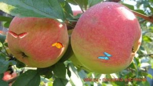 Яблоня поздняя Мелба (malus melba) ? поздняя яблоня Мелба обзор: как сажать, саженцы яблони Мелба