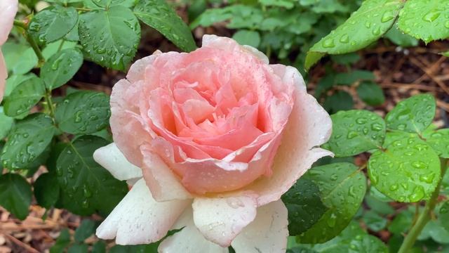 Princess Charlene De Monaco