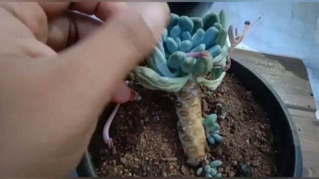 Why succulents die? | Why succulents turn yellow? | why succulent leaves wrinkled? смотреть онлайн