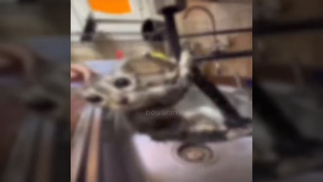 fun cat post смотреть онлайн