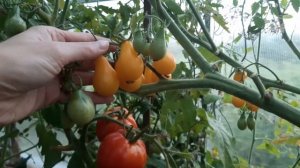 Томат Медовая Капля порадовал!!!