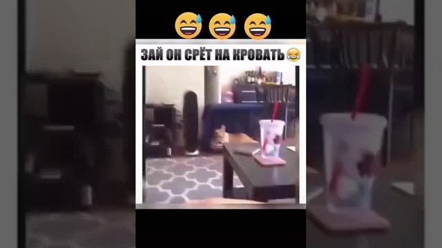 ПРИКОЛЫ 2022 смотреть онлайн