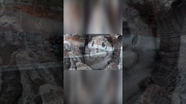 Милые животные смотреть онлайн