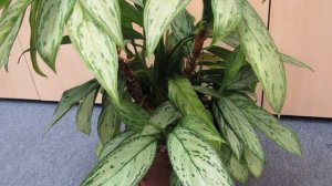 АГЛАОНЕМА. (Часть.1)  Как правильно ухаживать.