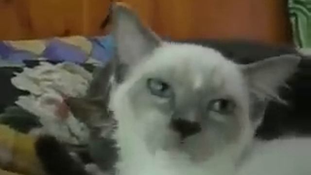 Cats and Kitten's - Some Tips You Don't Want To Miss смотреть онлайн