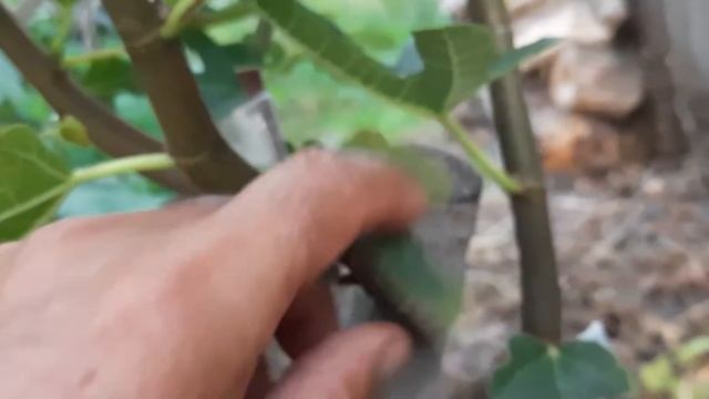 инжир Брунсвик .привитой и корнесобственный. смотреть онлайн