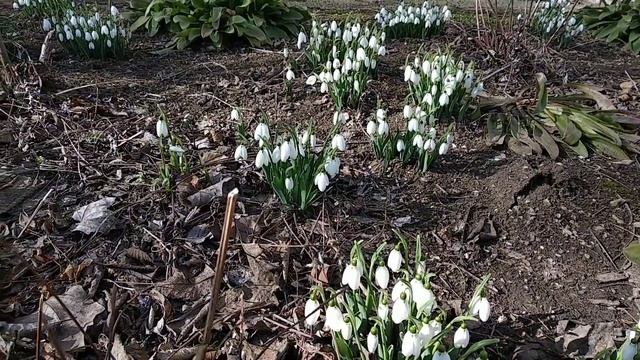 Весенний привет! Подснежники релакс. смотреть онлайн