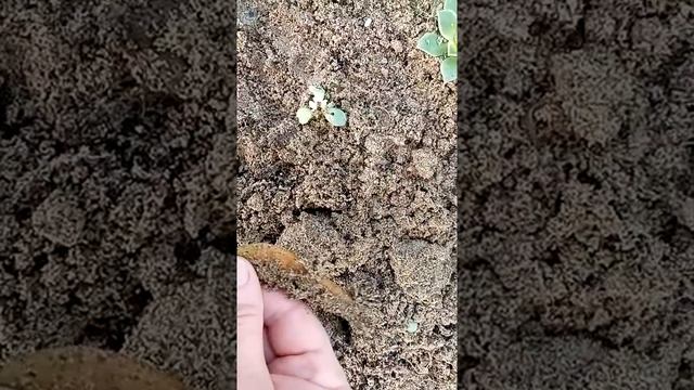 Комнатные растения. Как я укореняю эониумы. смотреть онлайн