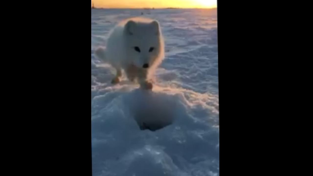 Лунка моя, рыба моя! смотреть онлайн