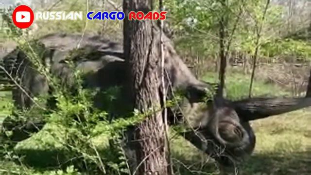 DINO - PARK Волжский #RCR