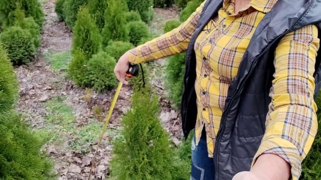 Мой питомник. Туи Смарагд, Брабанд, Колумна. Их характеристики и цены. смотреть онлайн