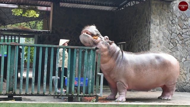 Hungry Hippos | World's Biggest Fart | Happy Hippo  | #hippopotamus  #hippos  @humourinktv