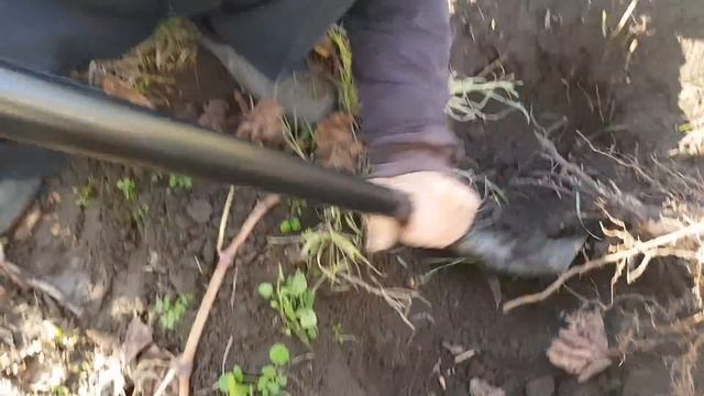 Что было в посадочной яме 3х летнего куста винограда. смотреть онлайн